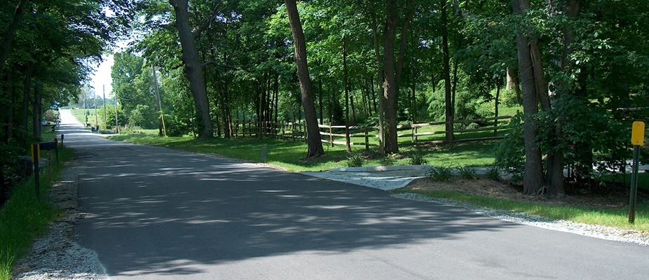 Trees lining the street